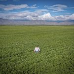 #NadaMásPapa la campaña que apoya al campo mexicano