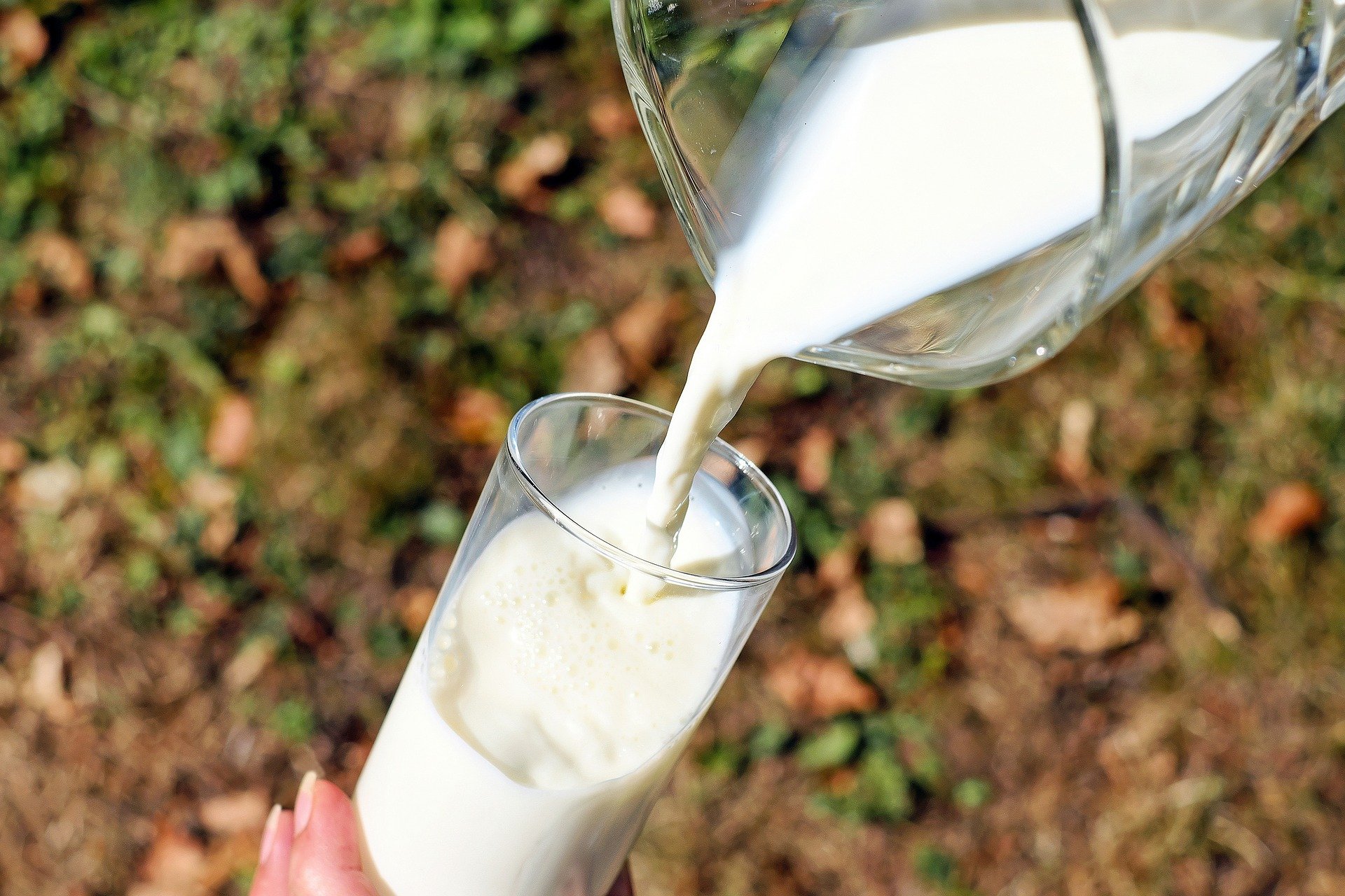 Día Mundial de la Leche