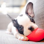 ¿Cómo prepararte para la llegada de un cachorro a casa?